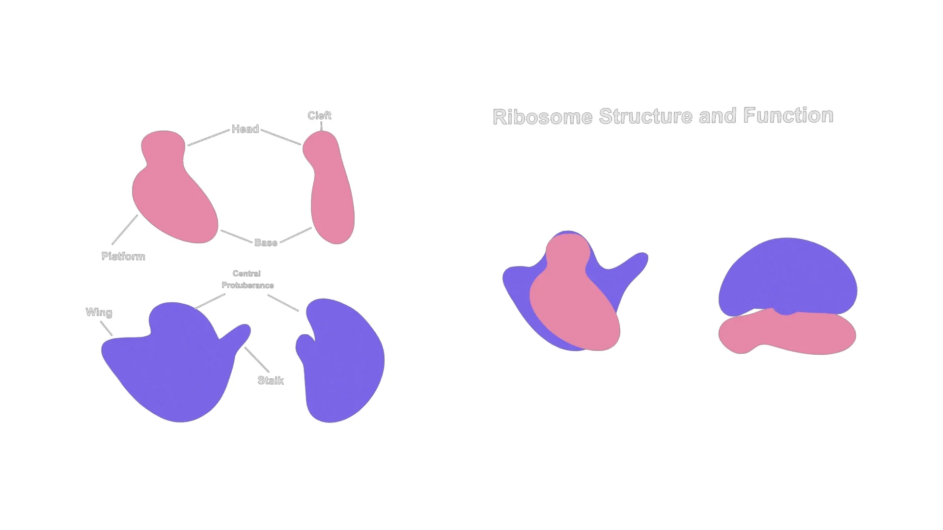Ribosome Structure and Function