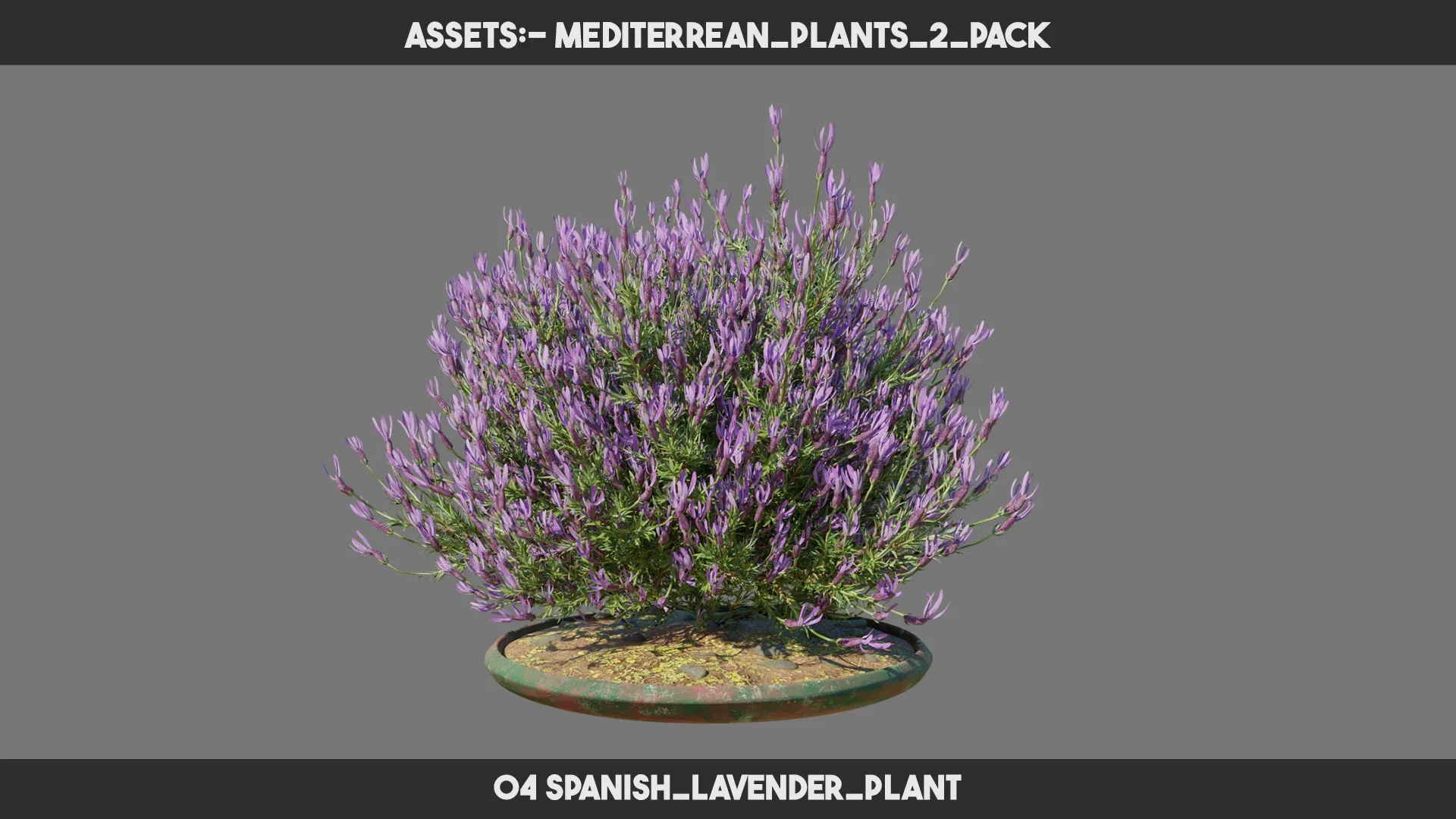 Mediterrean Plants 2 PACK