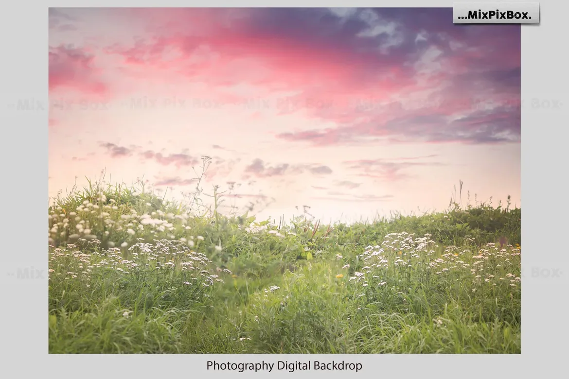 Beautiful Field Backdrops