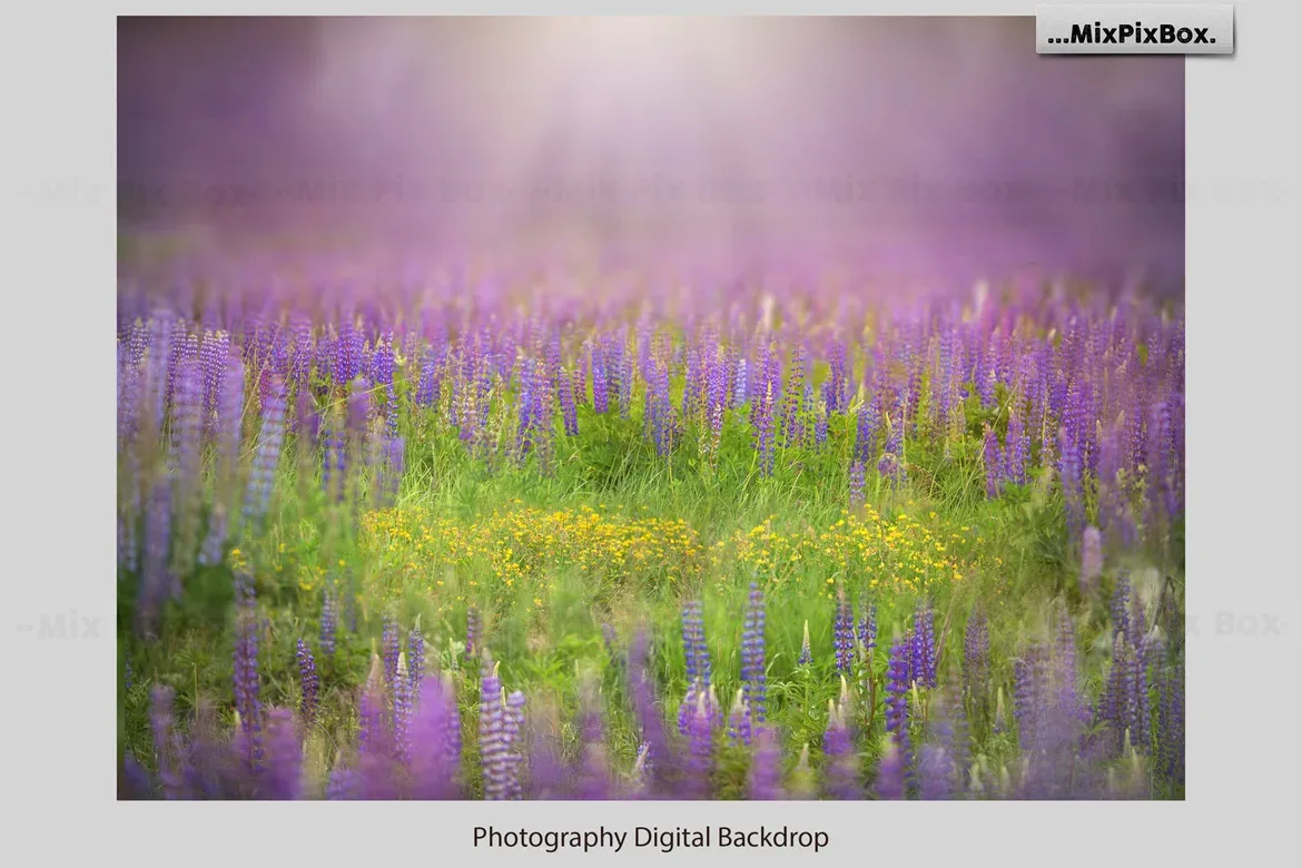 Beautiful Field Backdrops