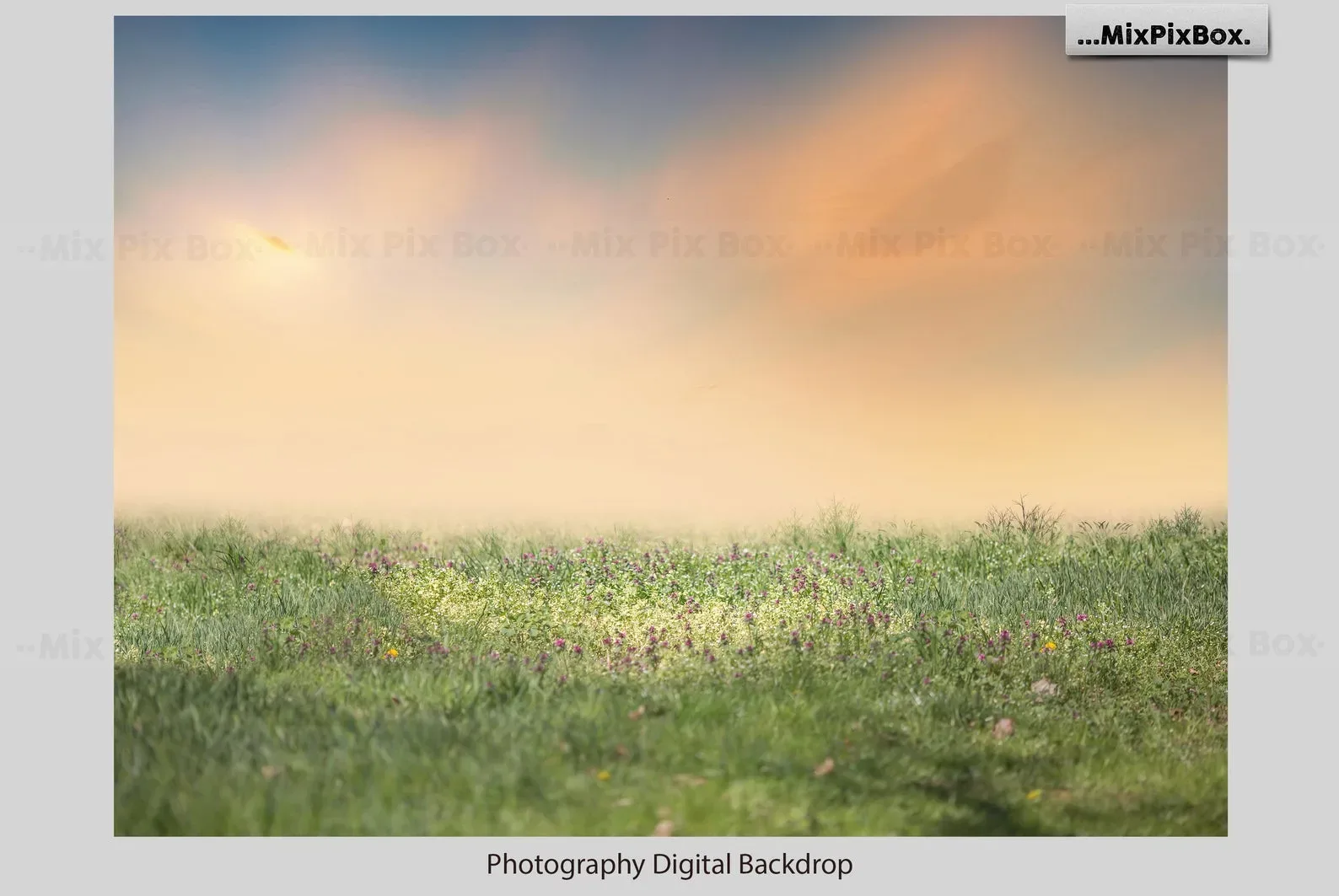 Summer Field Backdrops