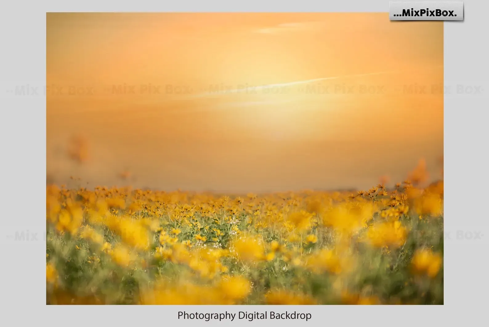 Summer Field Backdrops