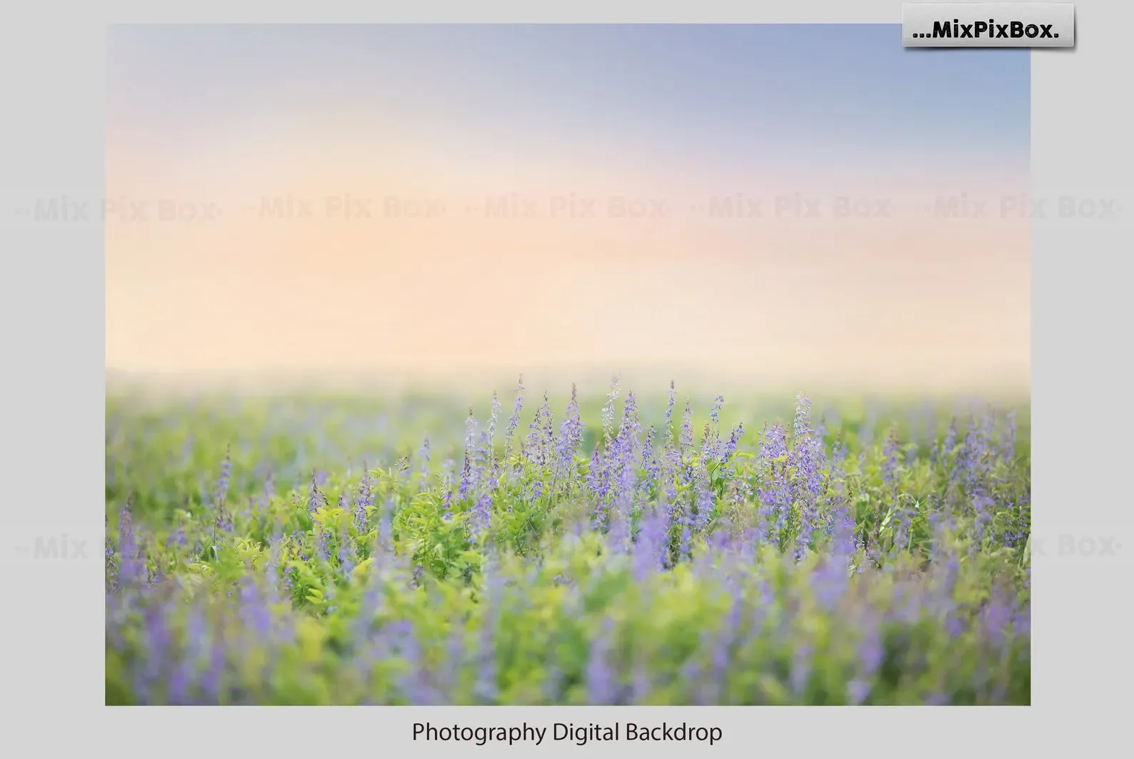 Summer Field Backdrops