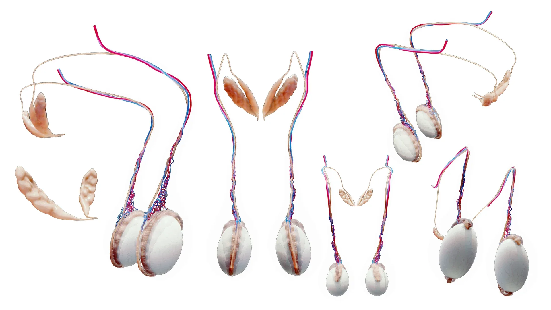 Testicle visual data 2