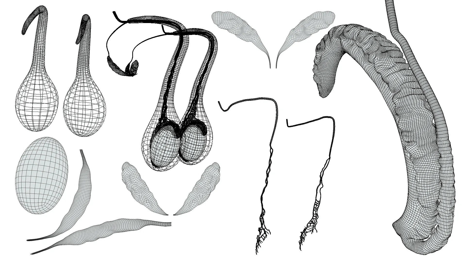 Male Testicles Testes Anatomy