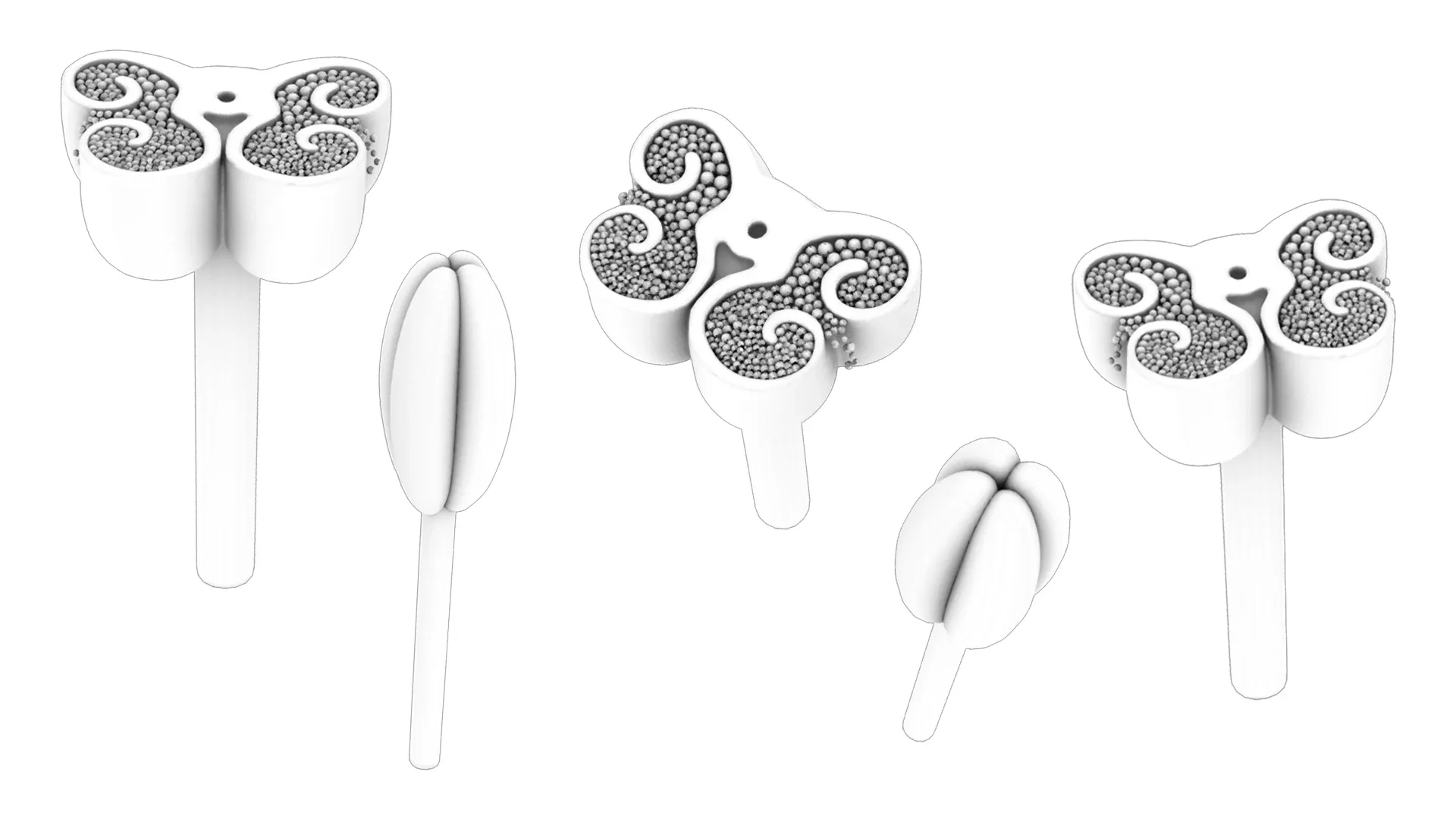 Anther Cross Section Anatomy