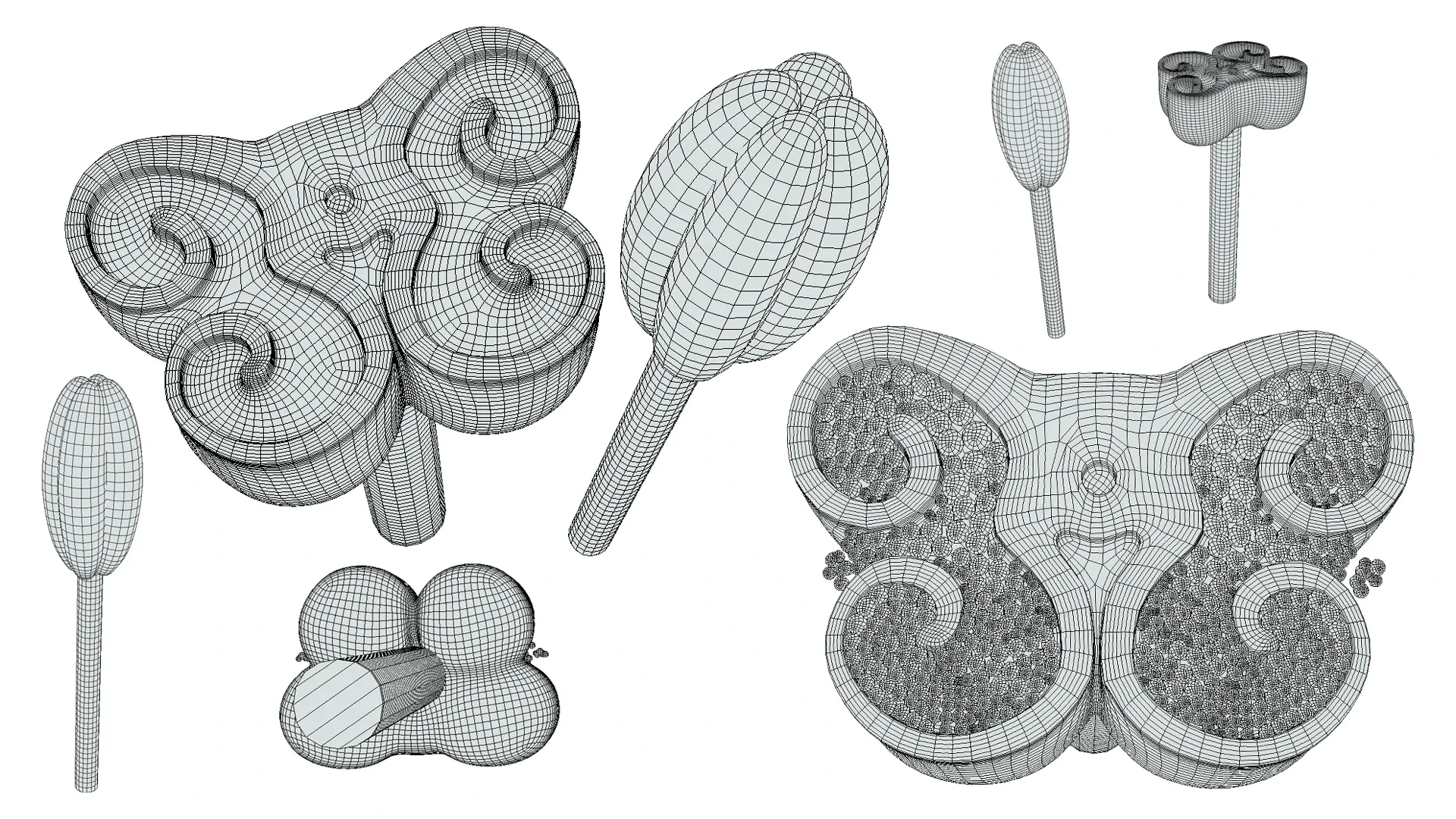 Anther Cross Section Anatomy