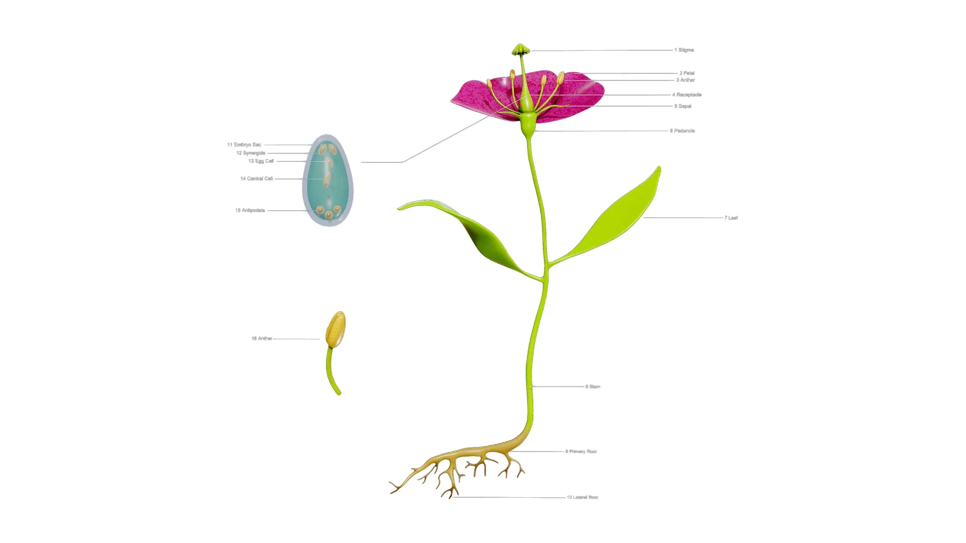 Anatomy of A Flower