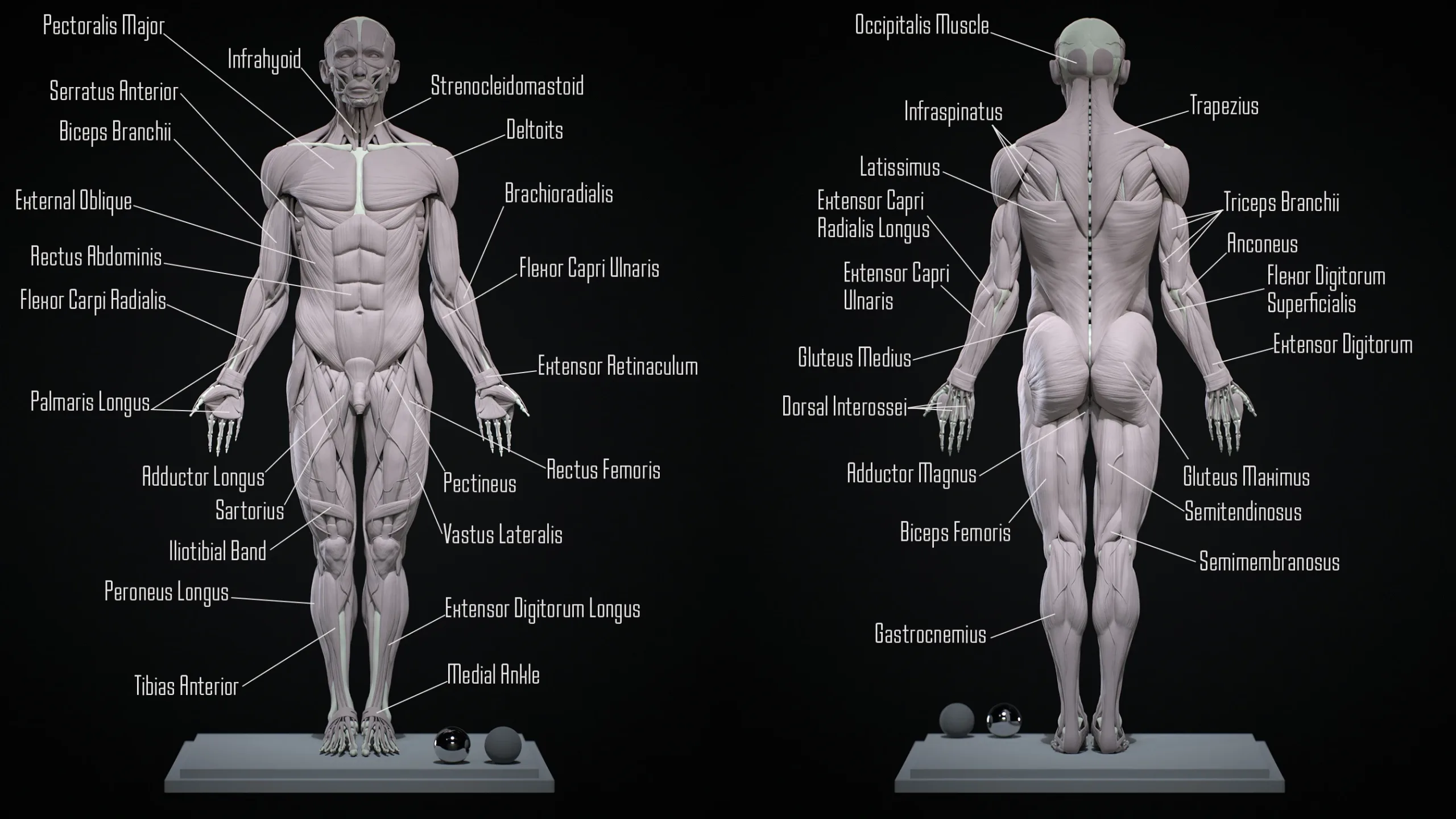 Human Ecorche - Model Muscles and Skeleton - 3D model