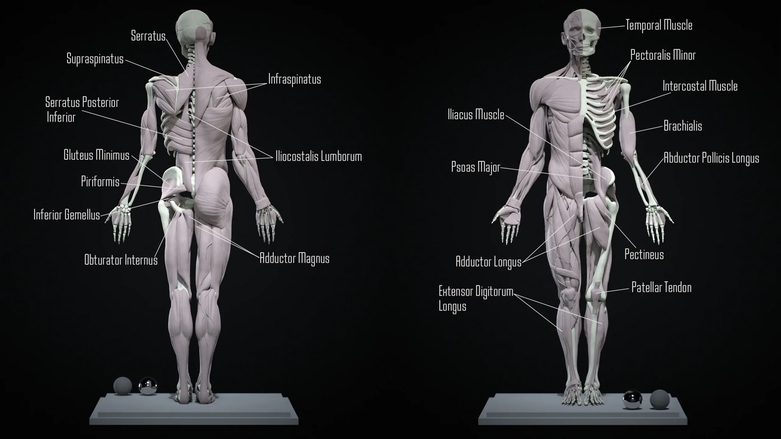 Human Ecorche - Model Muscles and Skeleton - 3D model