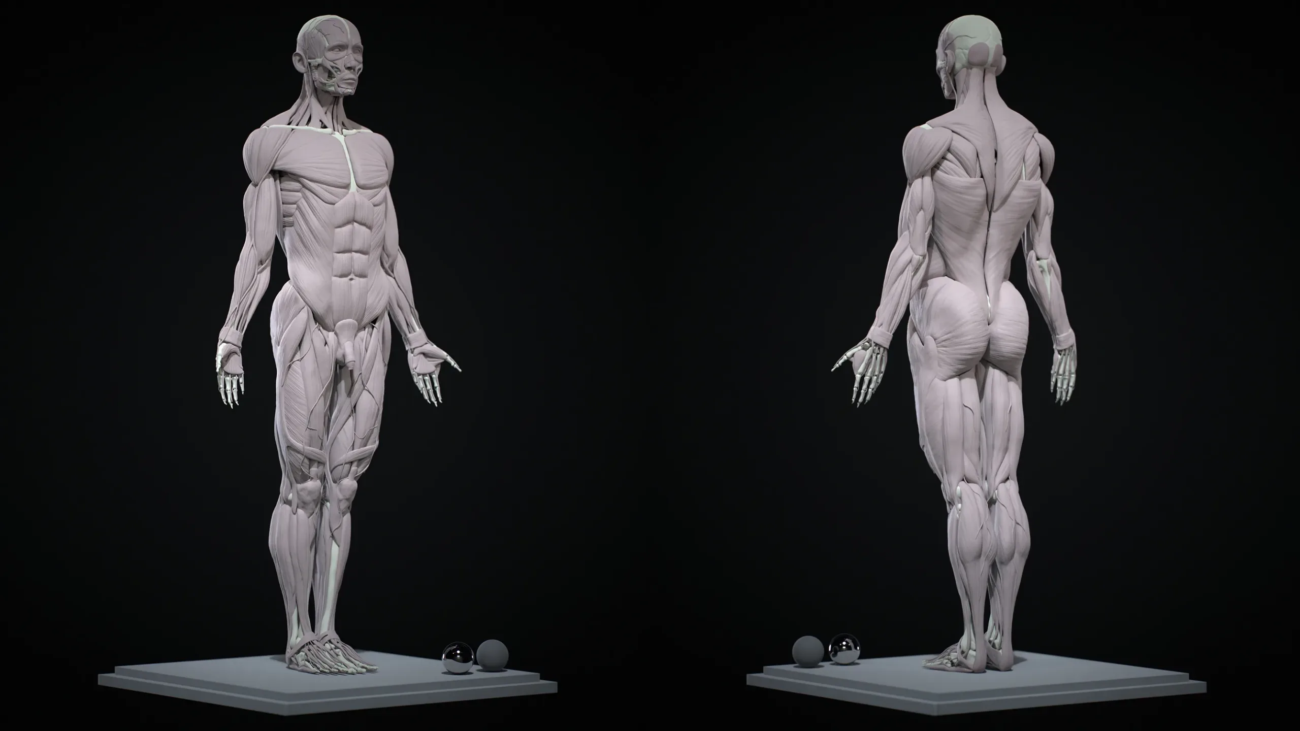 Human Ecorche - Model Muscles and Skeleton - 3D model