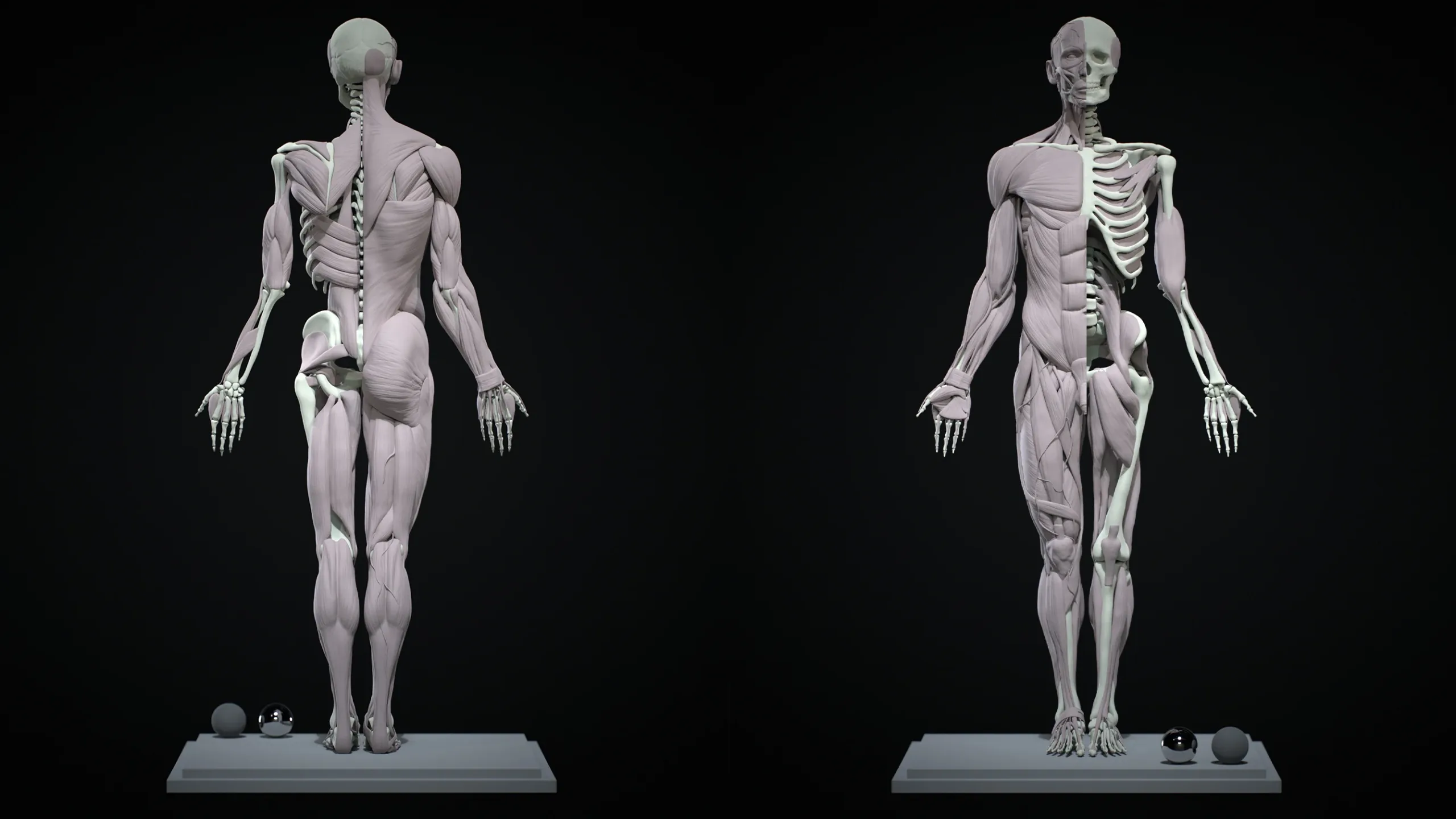 Human Ecorche - Model Muscles and Skeleton - 3D model