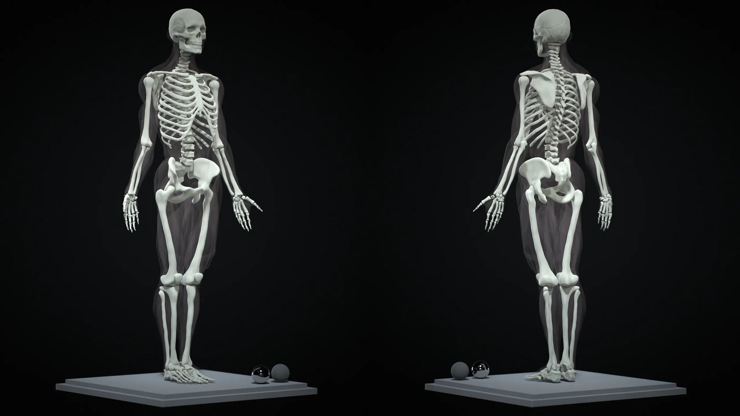 Human Ecorche - Model Muscles and Skeleton - 3D model