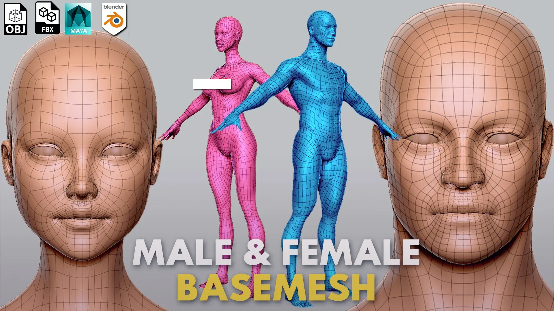 BaseMesh Collection Anatomy - Topology + UV