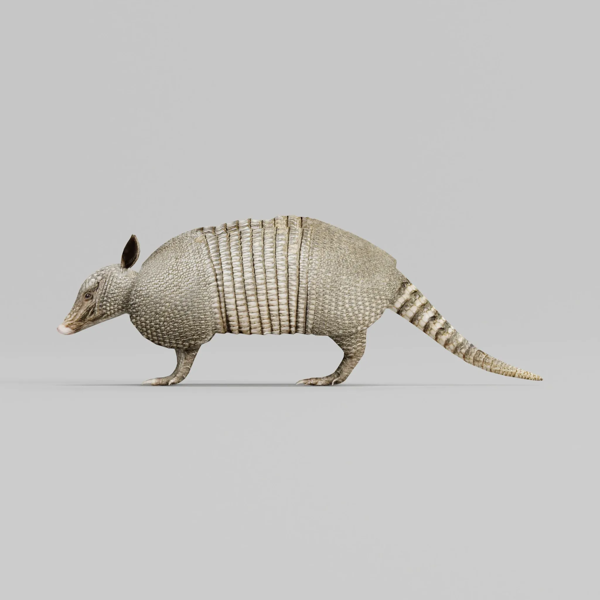 Armadillos Animal FlippedNormals