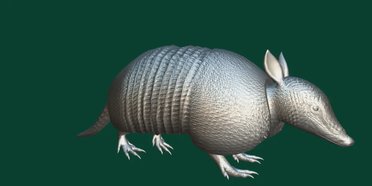 Armadillos Animal