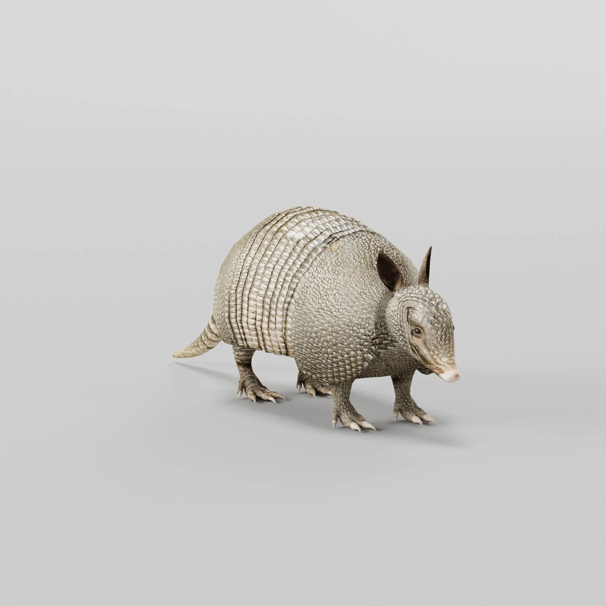 Armadillos Animal