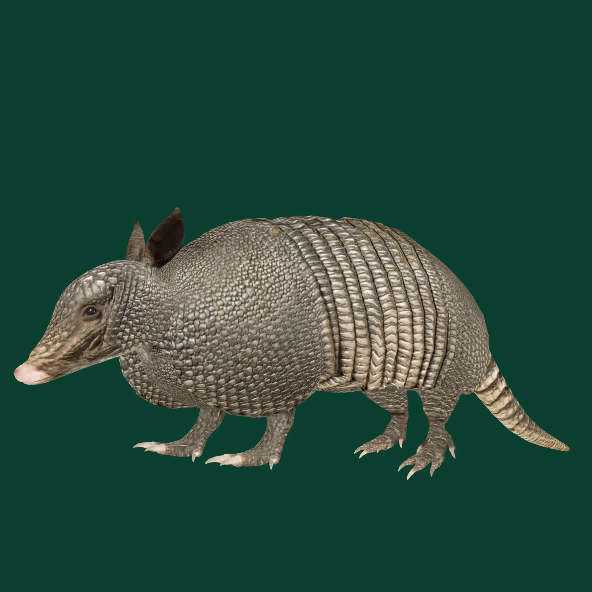 Armadillos Animal