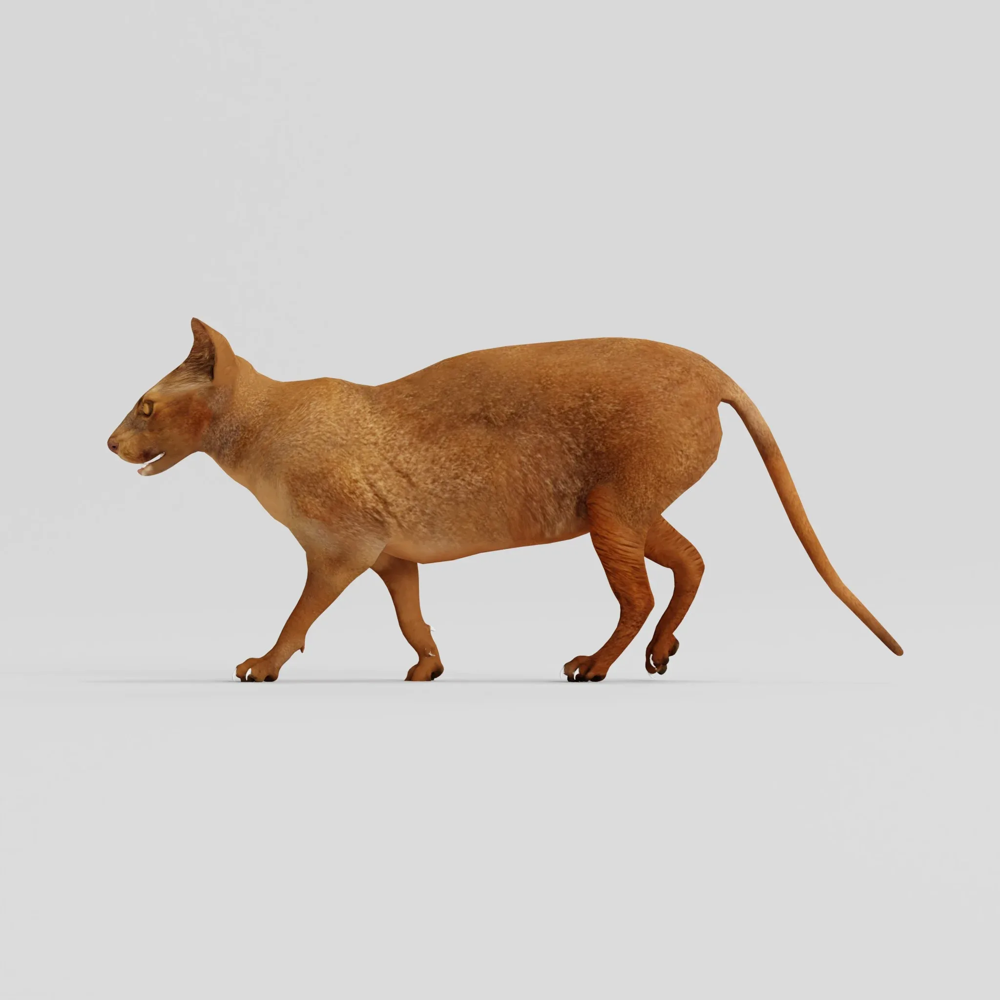 Fossa Animal