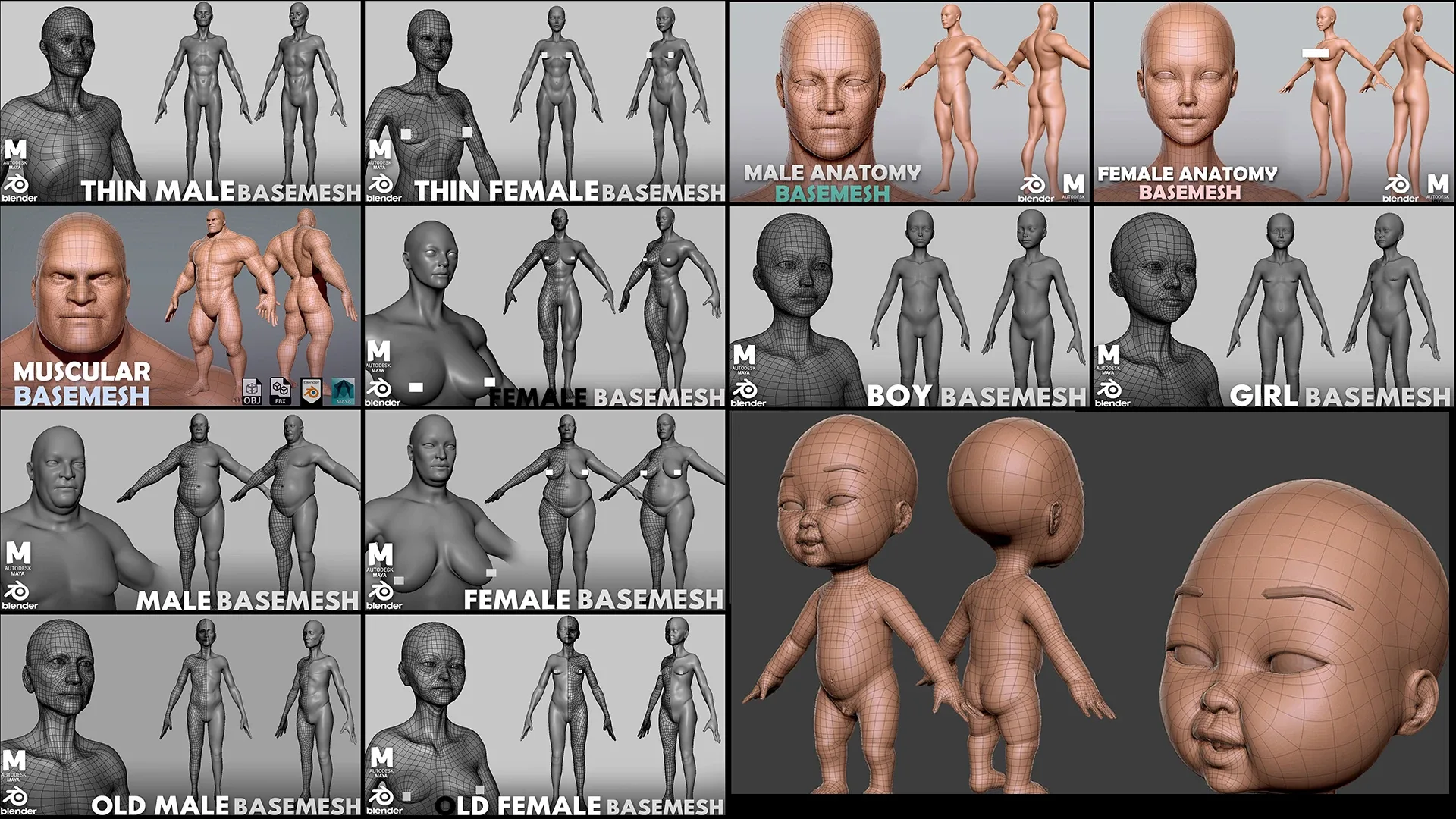 BaseMesh Collection Anatomy - Topology + UV