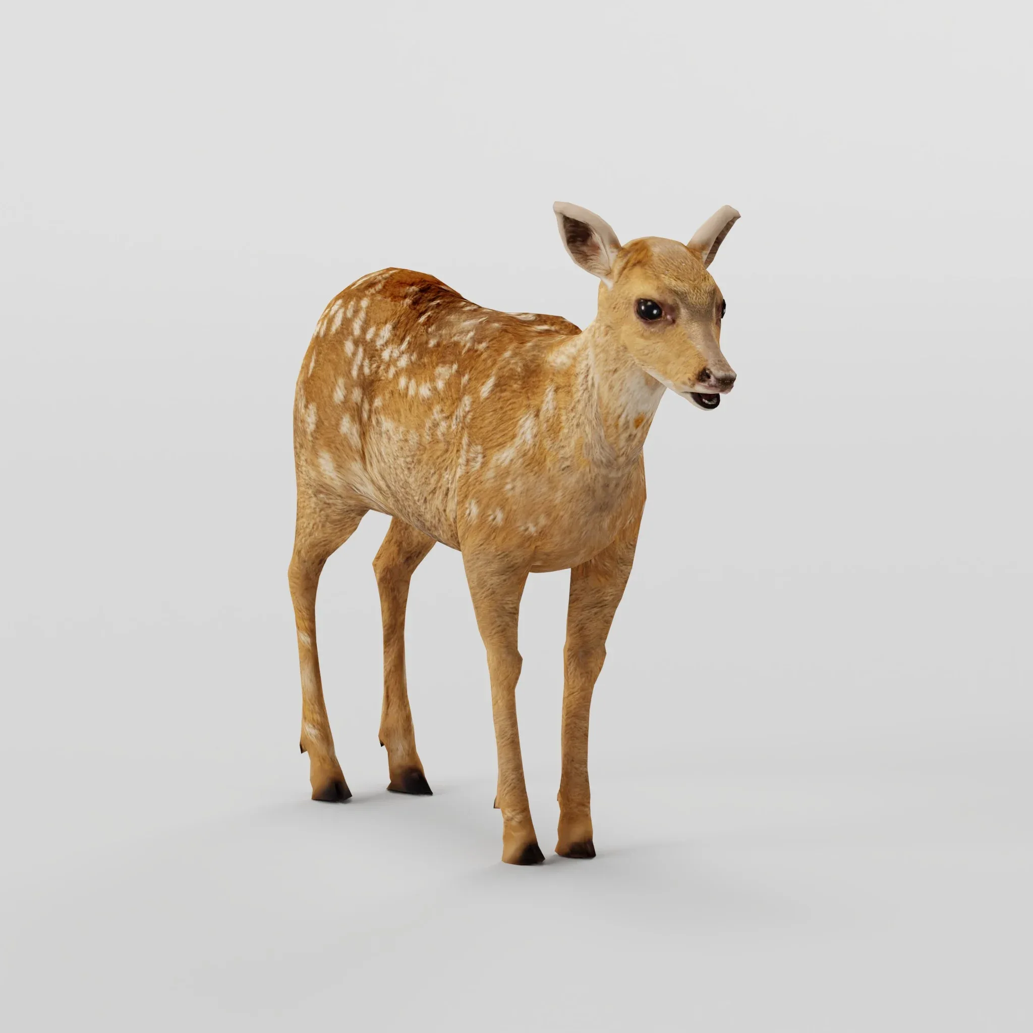 Deer Fawn Calf Animal