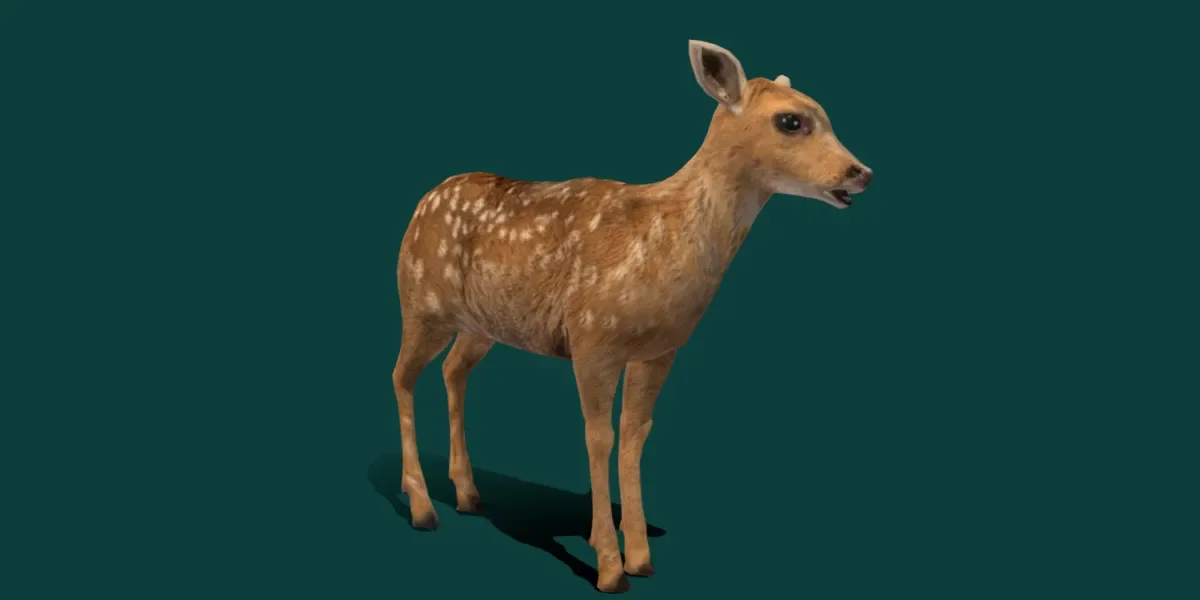 Deer Fawn Calf Animal