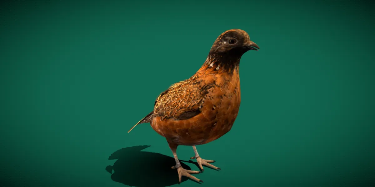 Masked Bobwhite Quail Bird