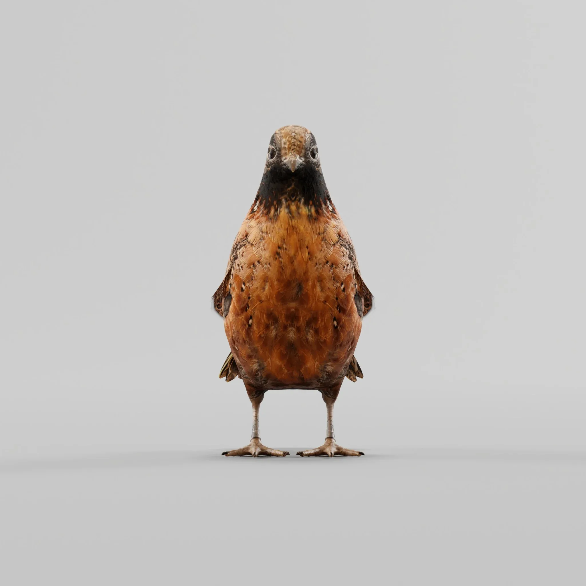 Masked Bobwhite Quail Bird