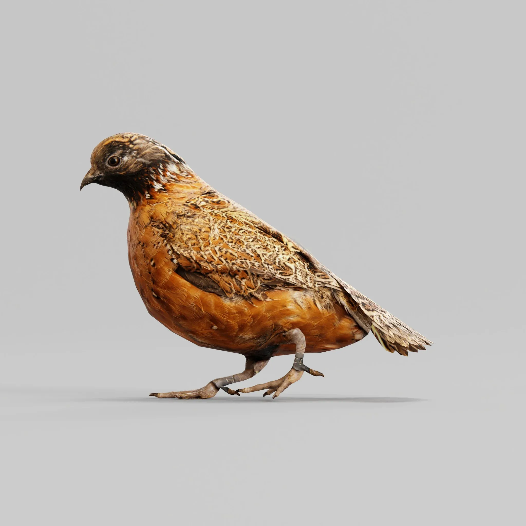 Masked Bobwhite Quail Bird