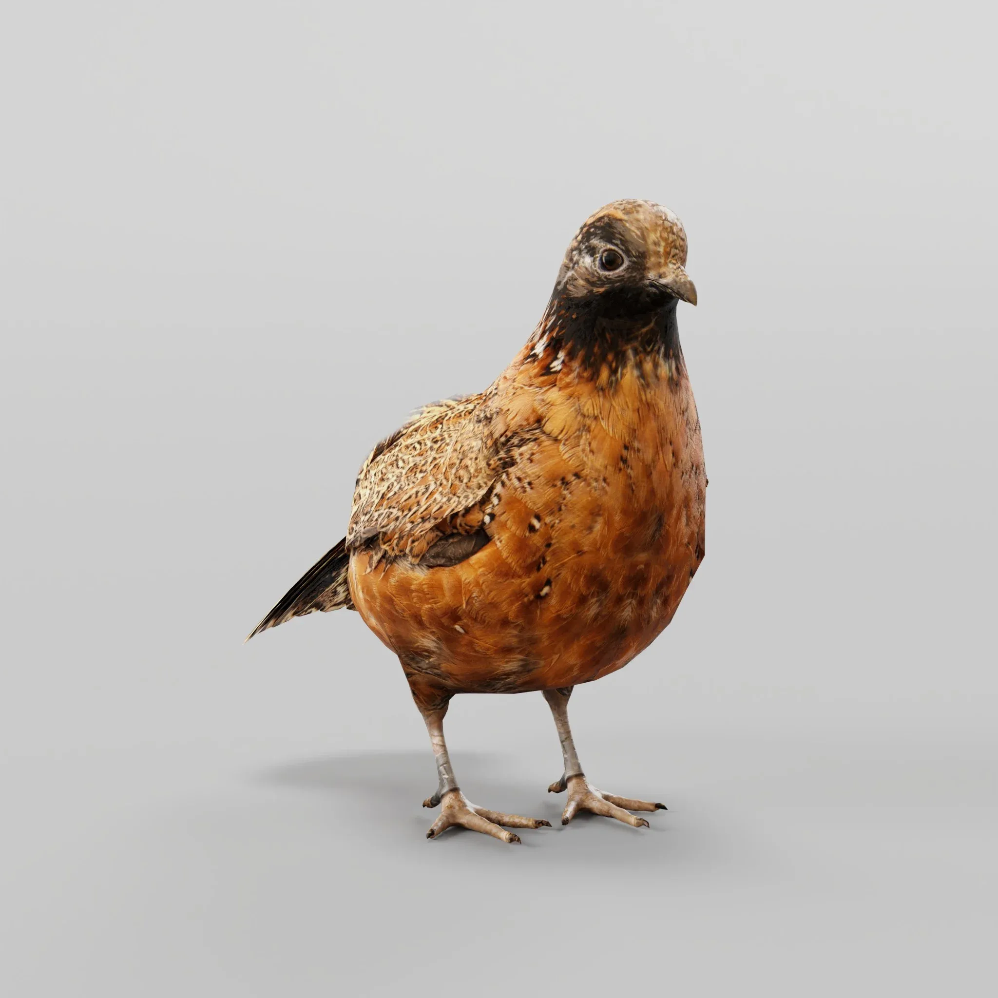 Masked Bobwhite Quail Bird