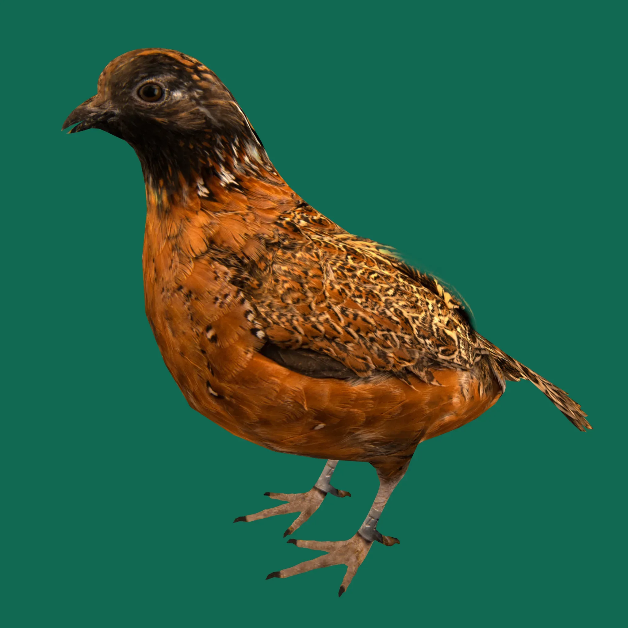 Masked Bobwhite Quail Bird