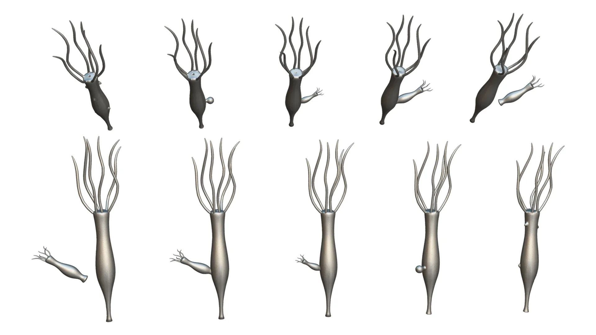 Hydra Gender and Ovary Stages