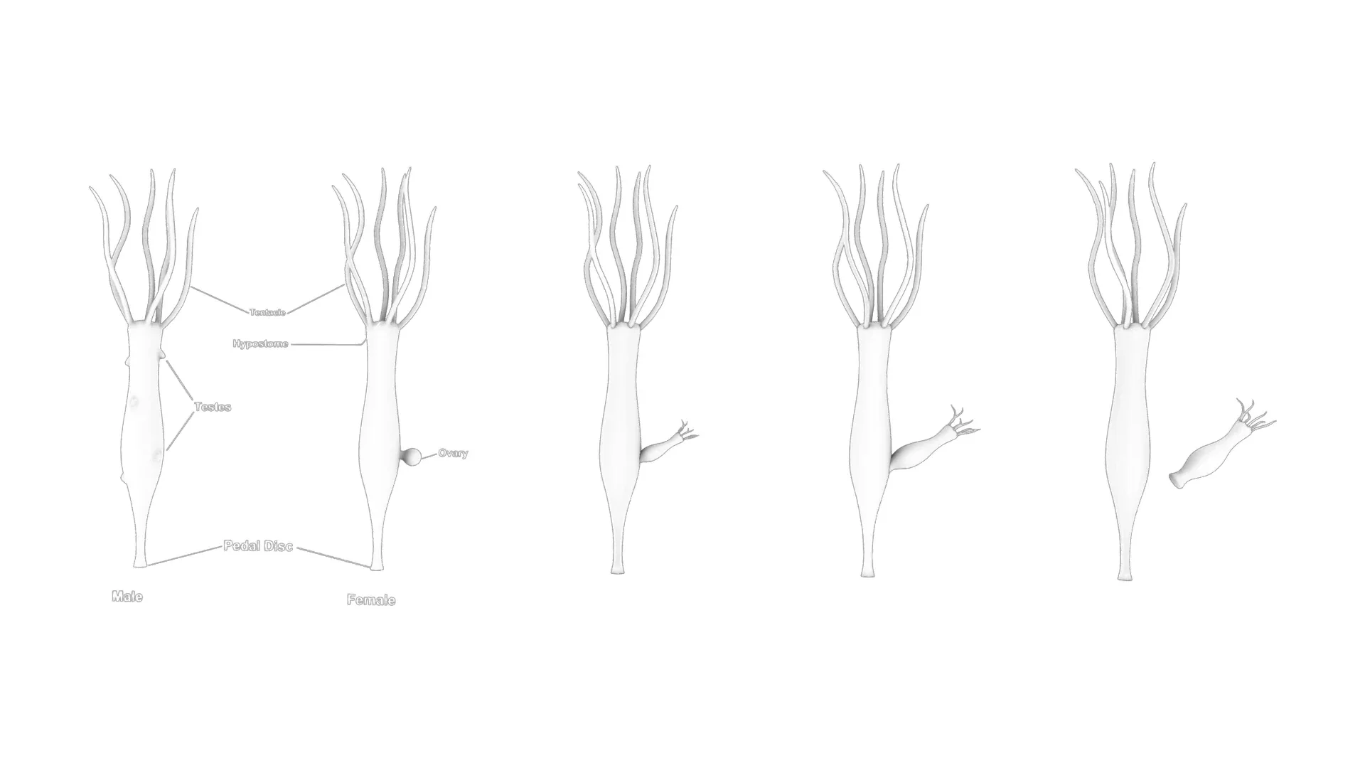 Hydra Gender and Ovary Stages