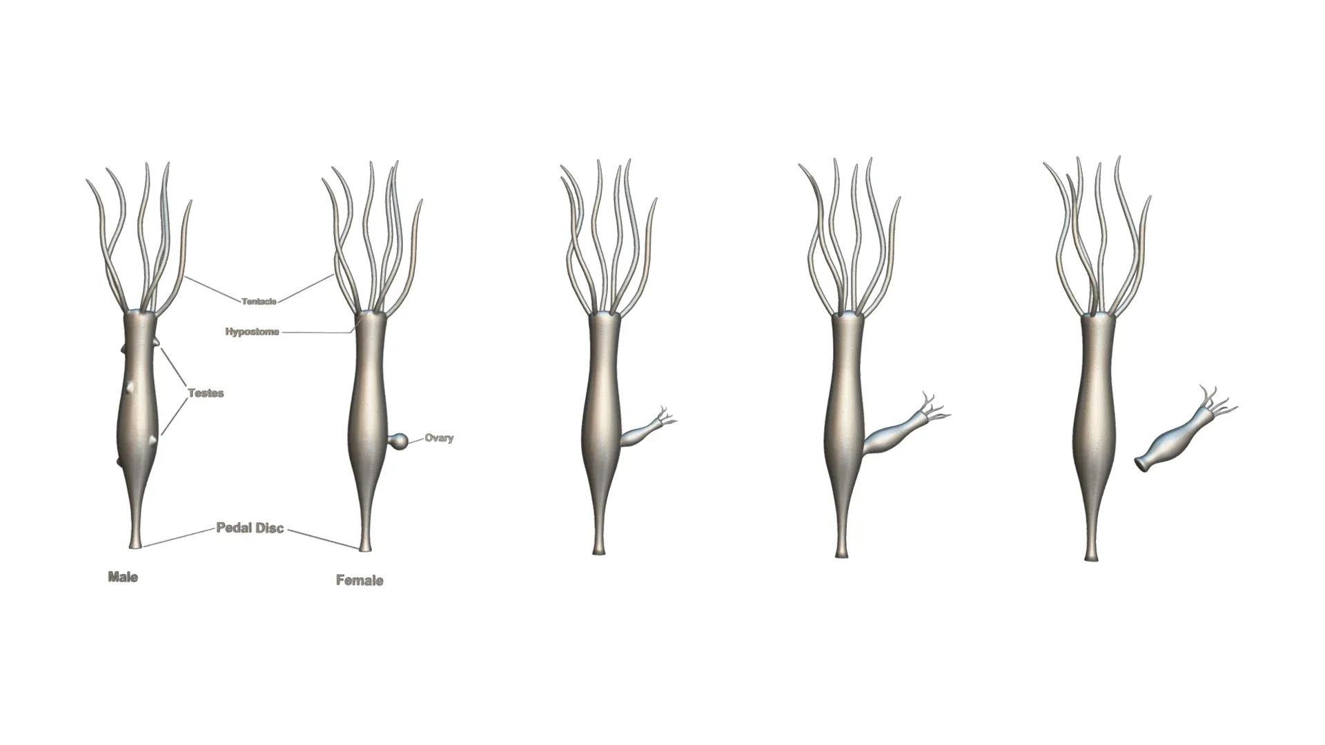 Hydra Gender and Ovary Stages