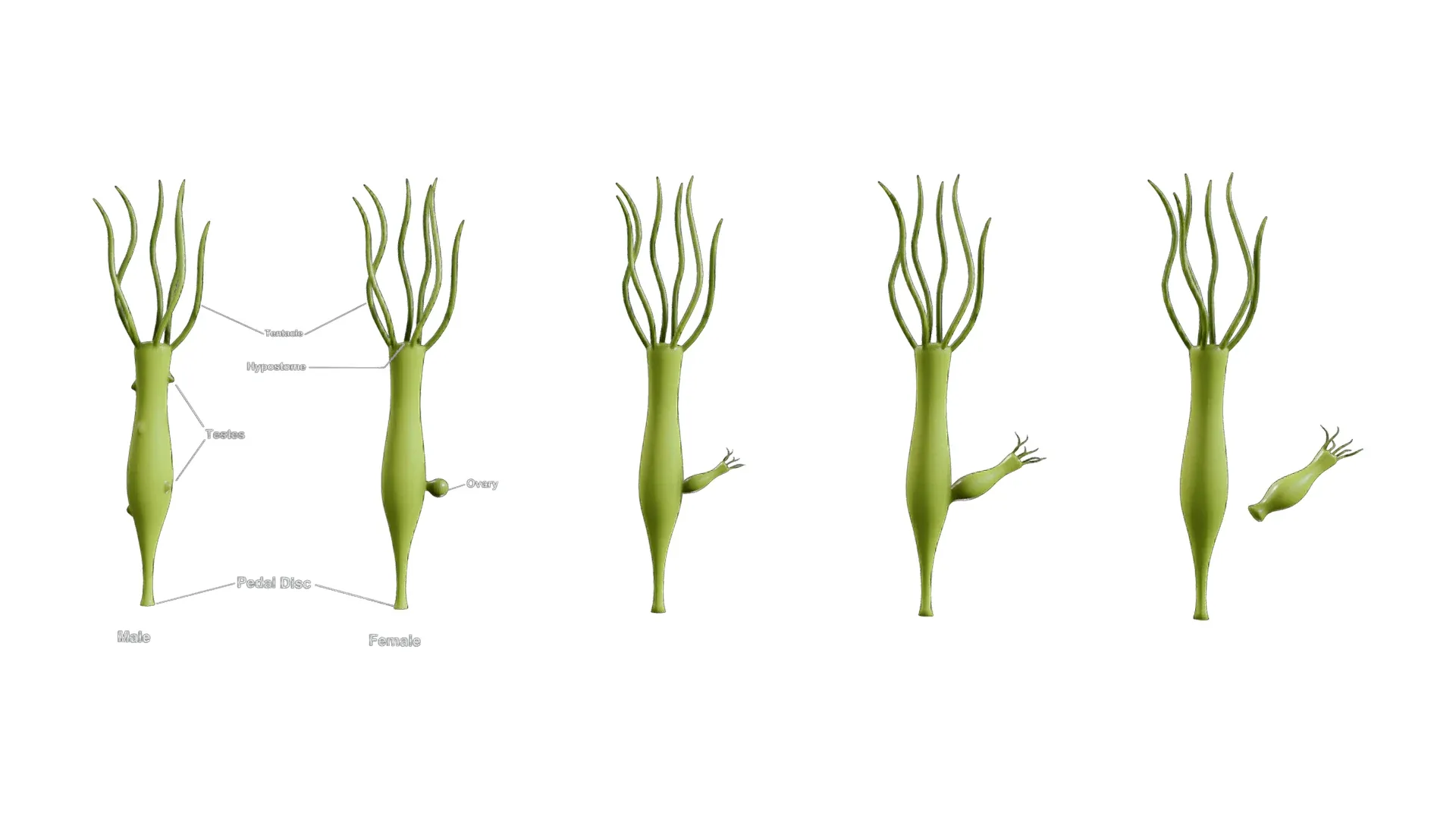 Hydra Gender and Ovary Stages