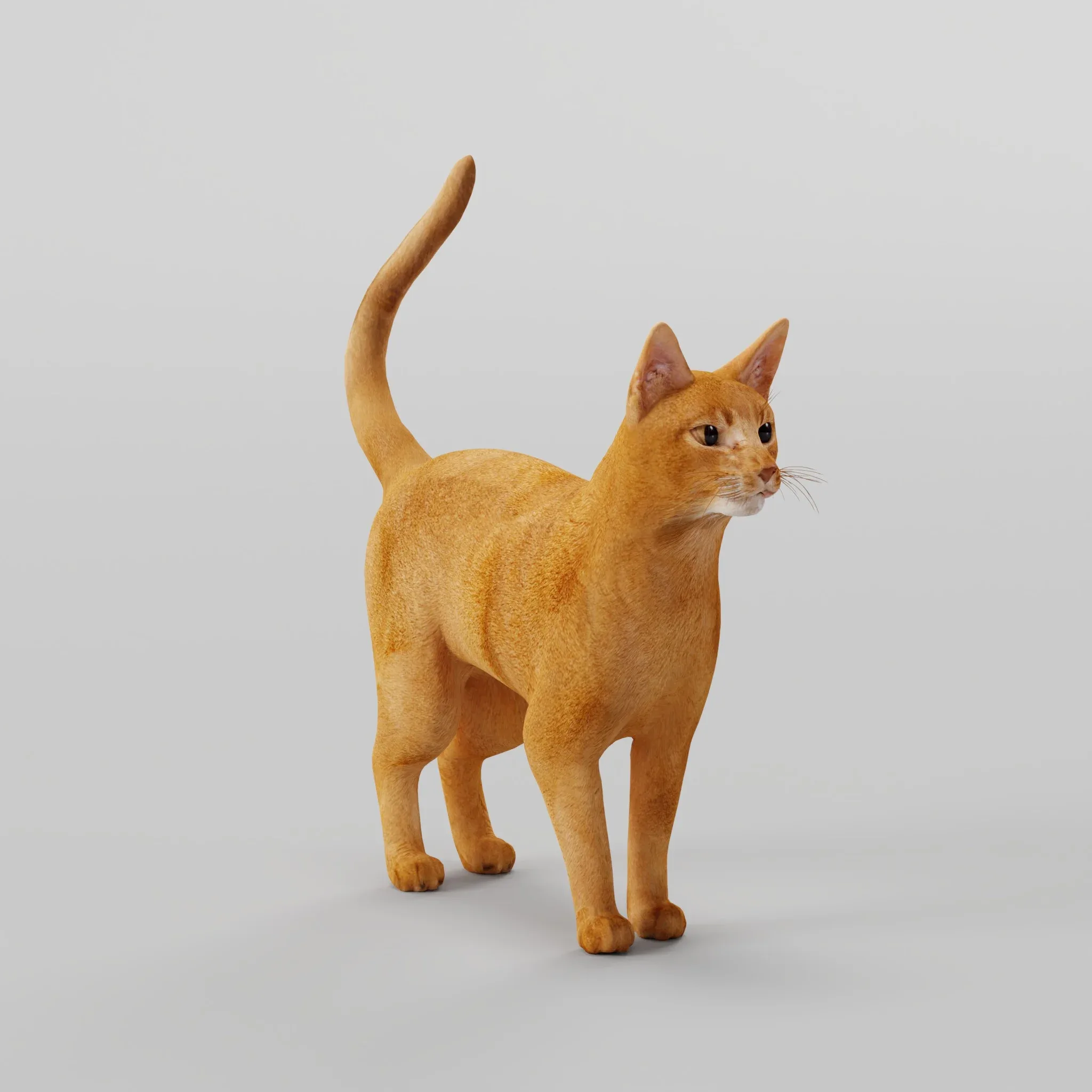 Abyssinian Ginger Cat