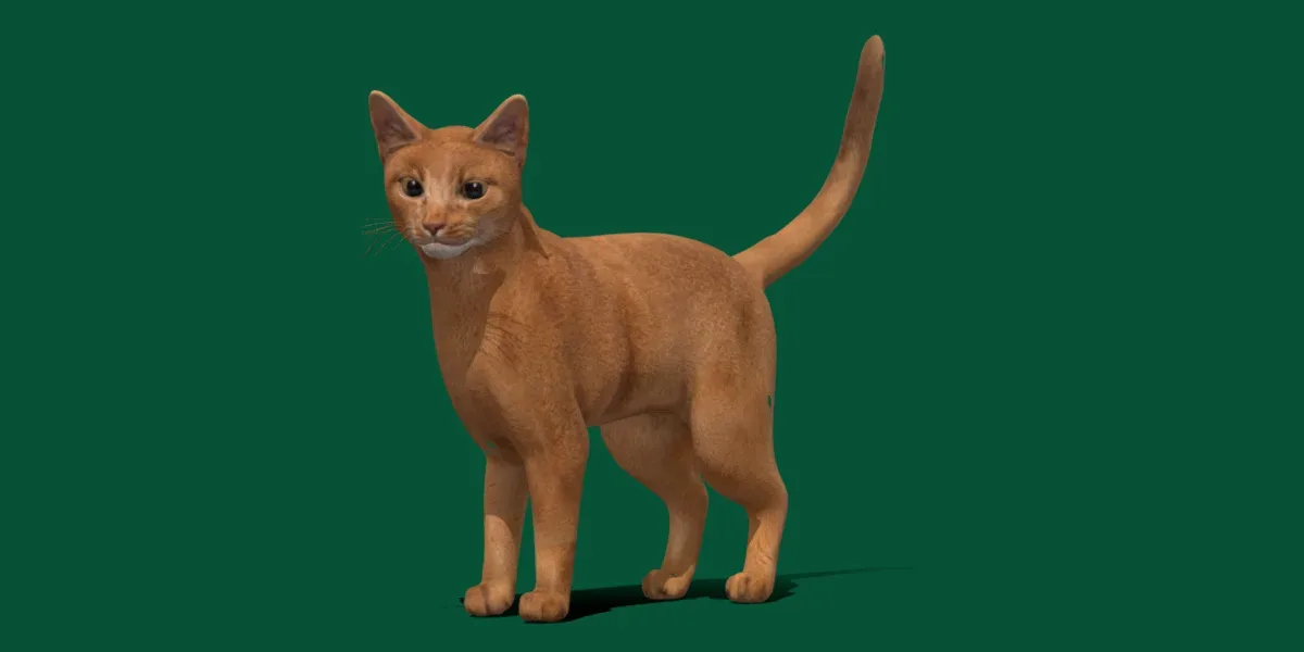 Abyssinian Ginger Cat