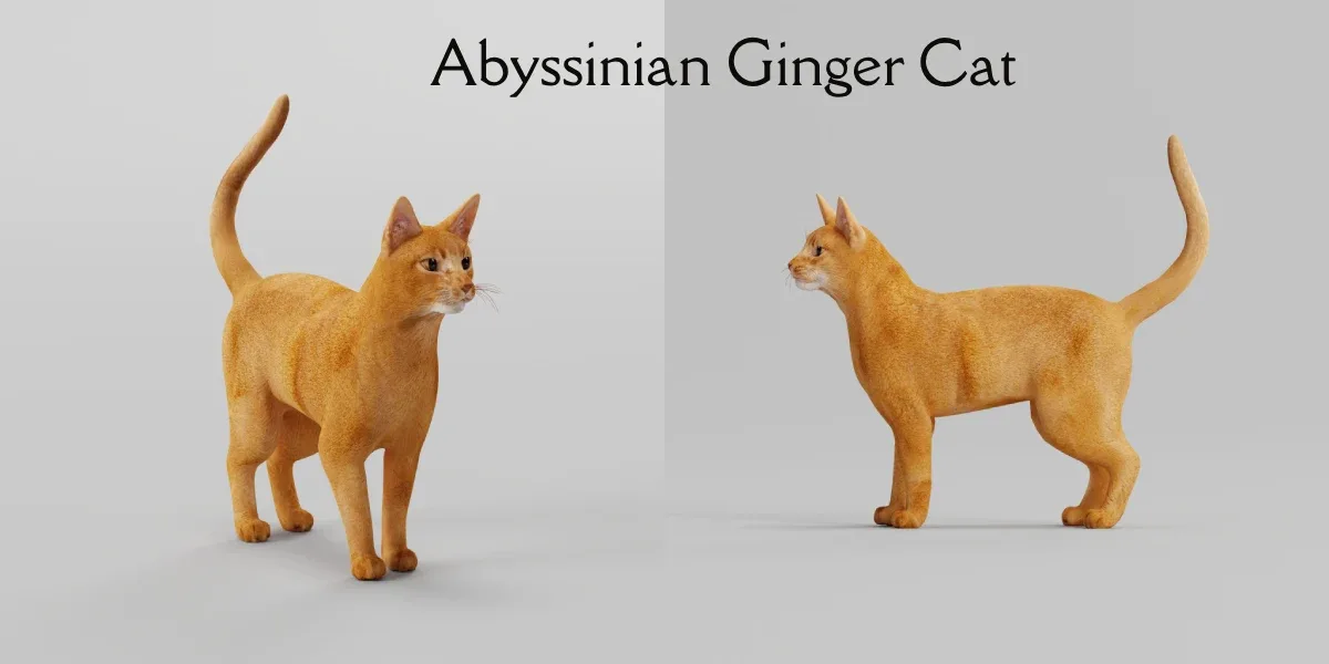 Abyssinian Ginger Cat