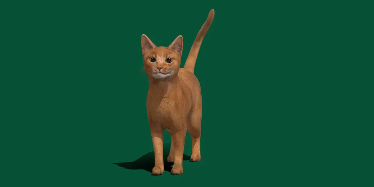 Abyssinian Ginger Cat