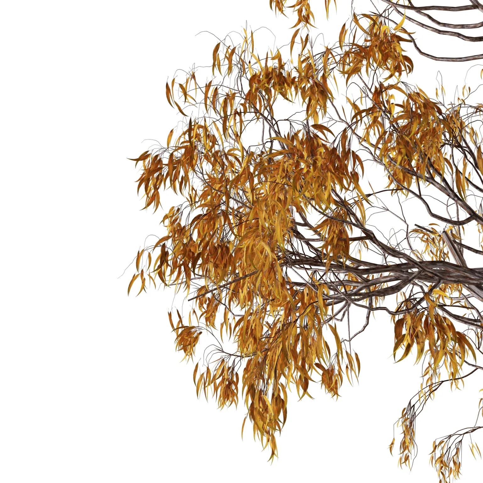 Realistic Gum Tree 3D Model