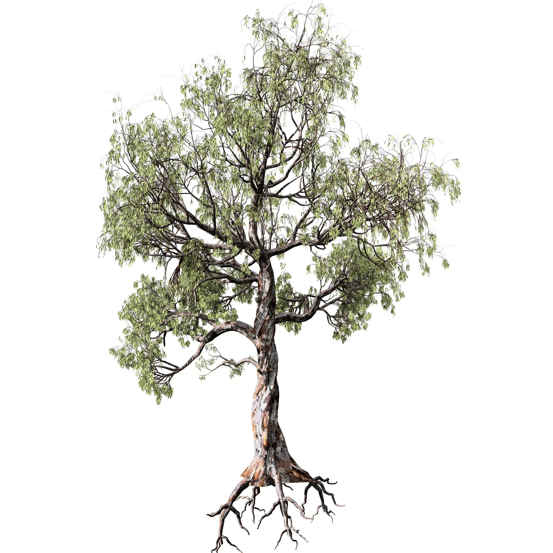 Realistic Gum Tree 3D Model