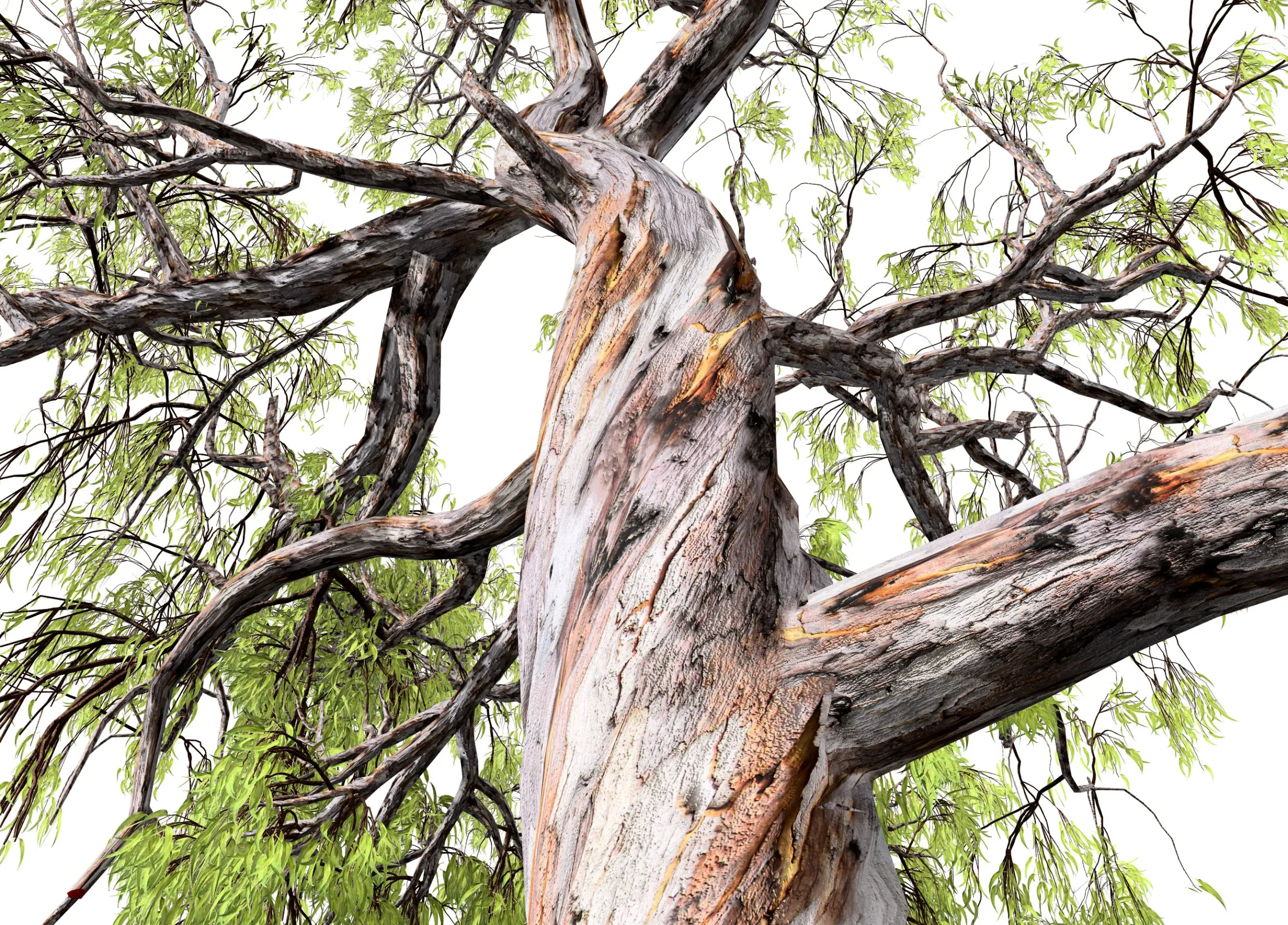 Realistic Gum Tree 3D Model