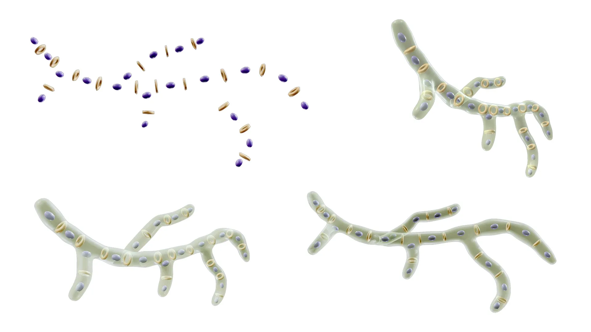 Fungal Cell Structure
