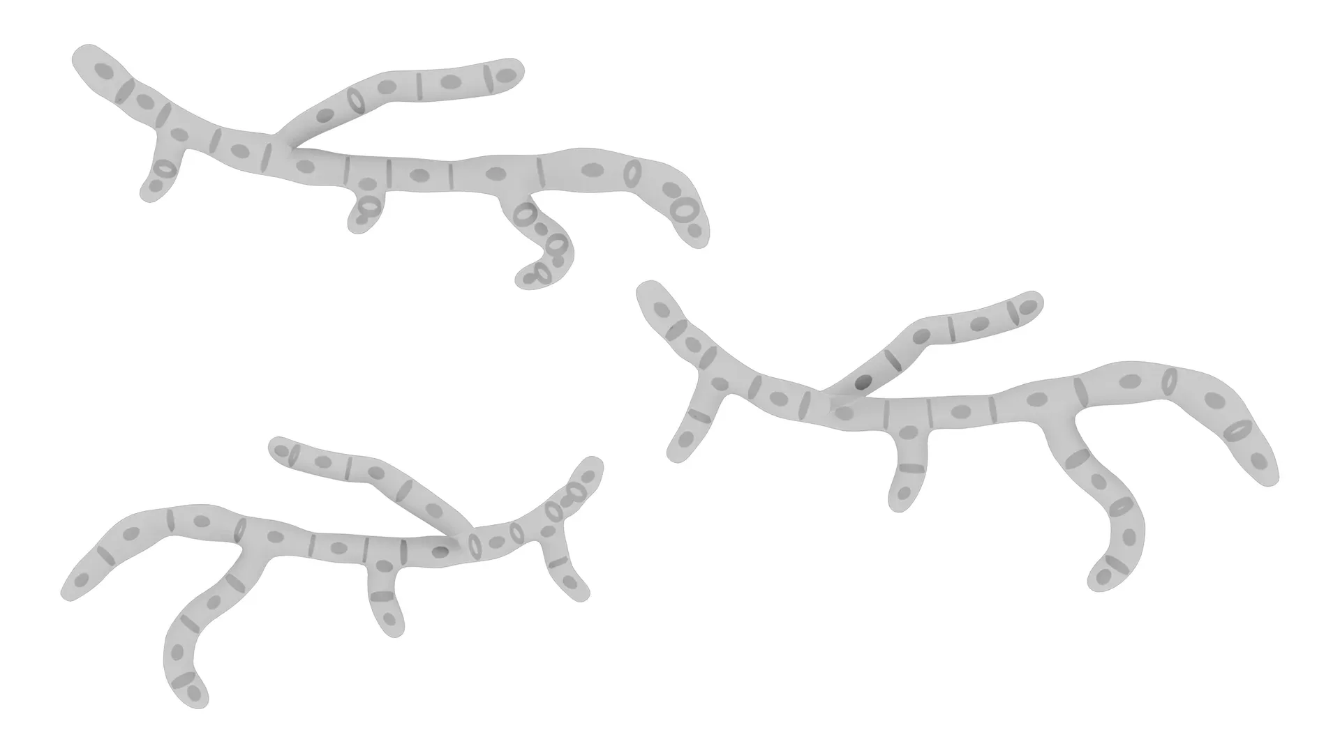 Fungal Cell Structure