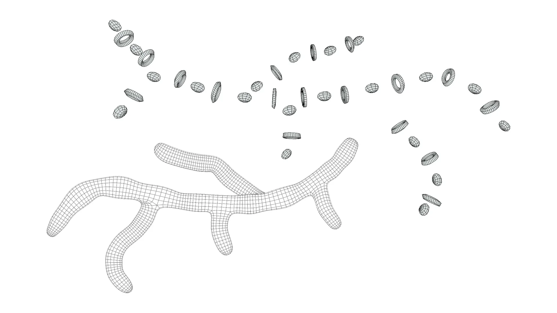 Fungal Cell Structure