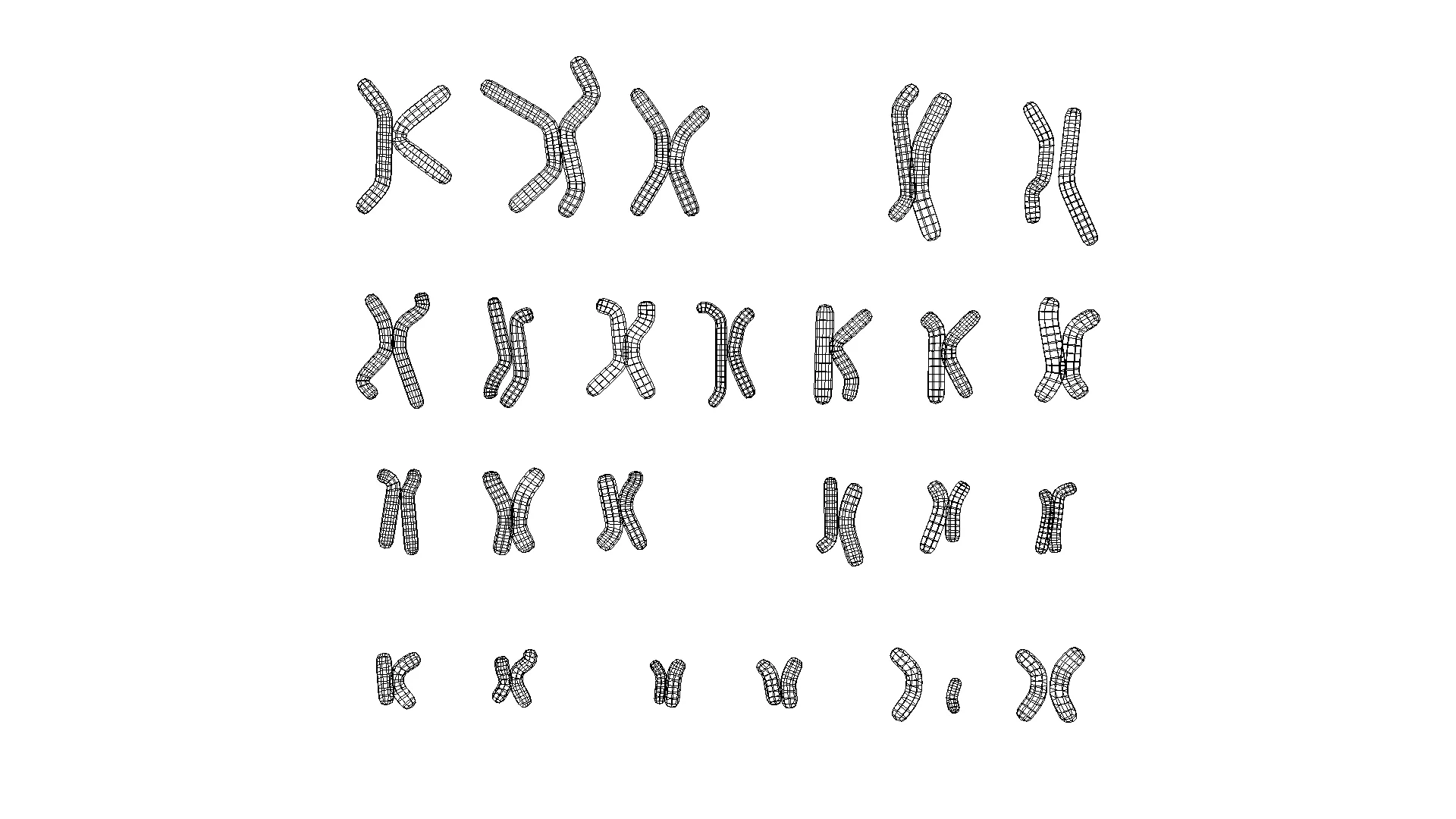 Human Karyotype - Male and Female