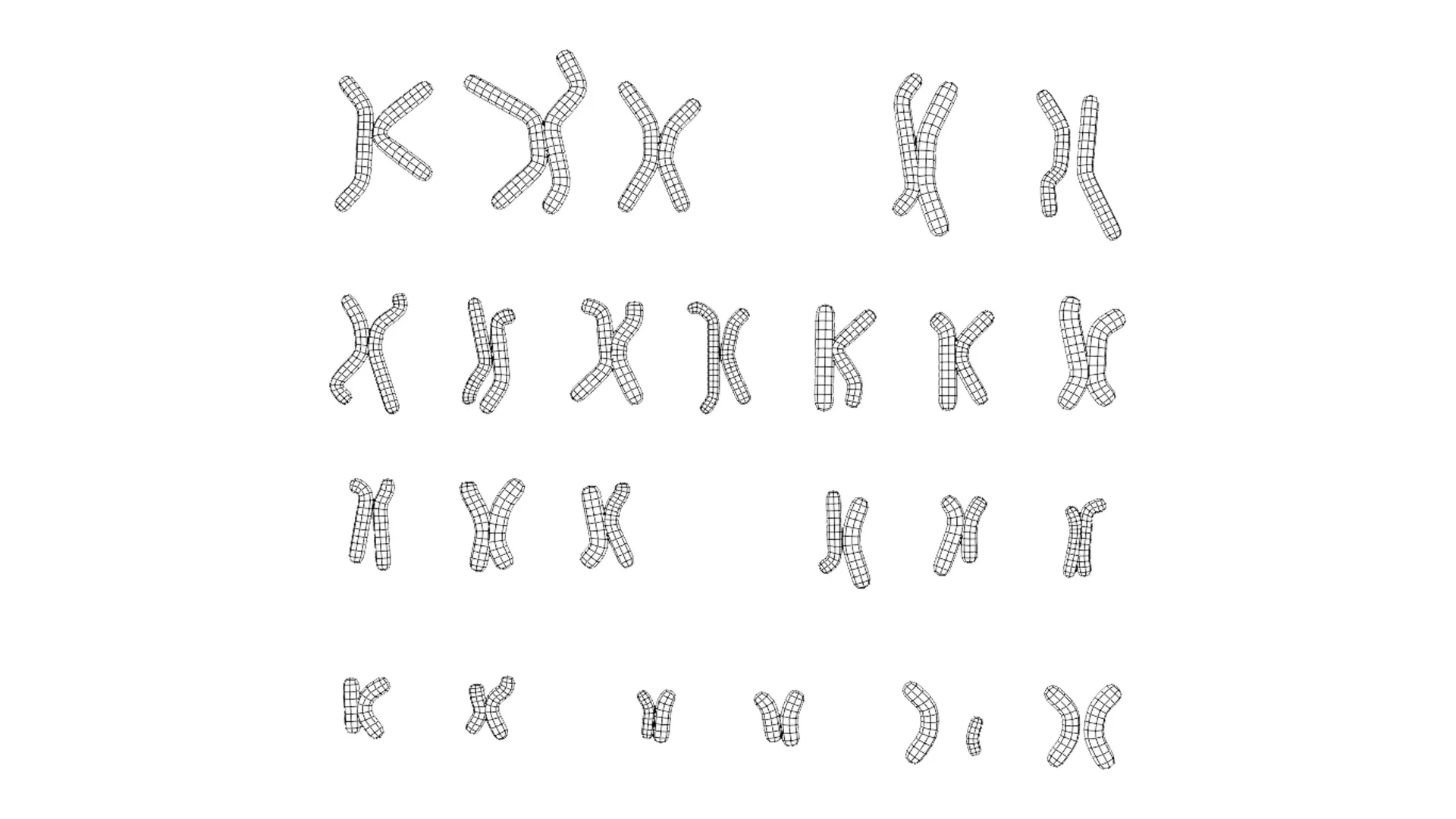 Human Karyotype - Male and Female