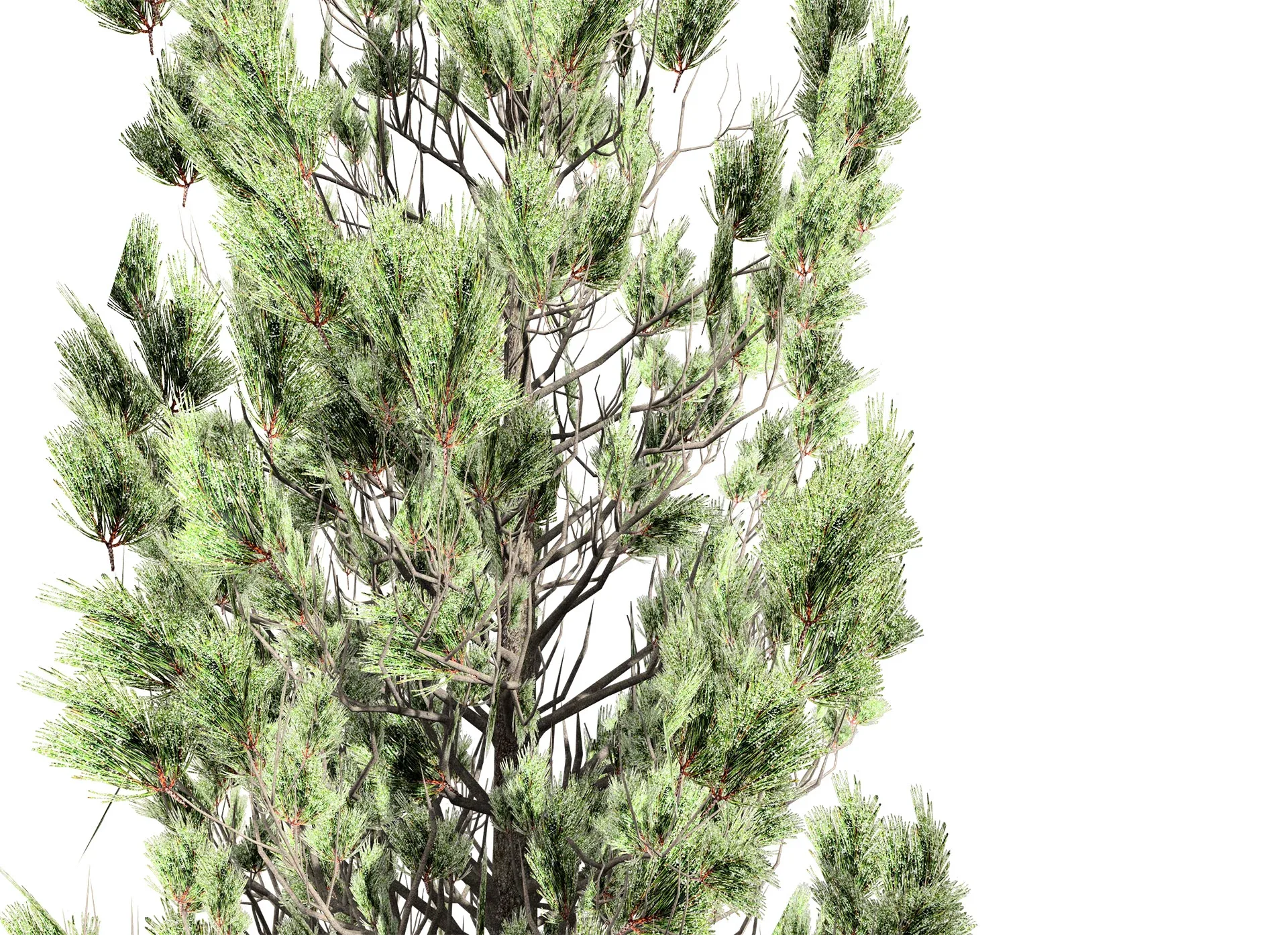 Green and white Coated Pine Trees pack