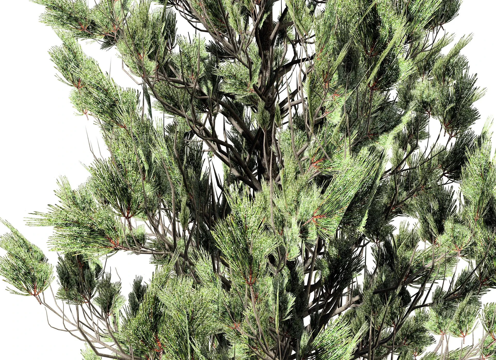 Green and white Coated Pine Trees pack