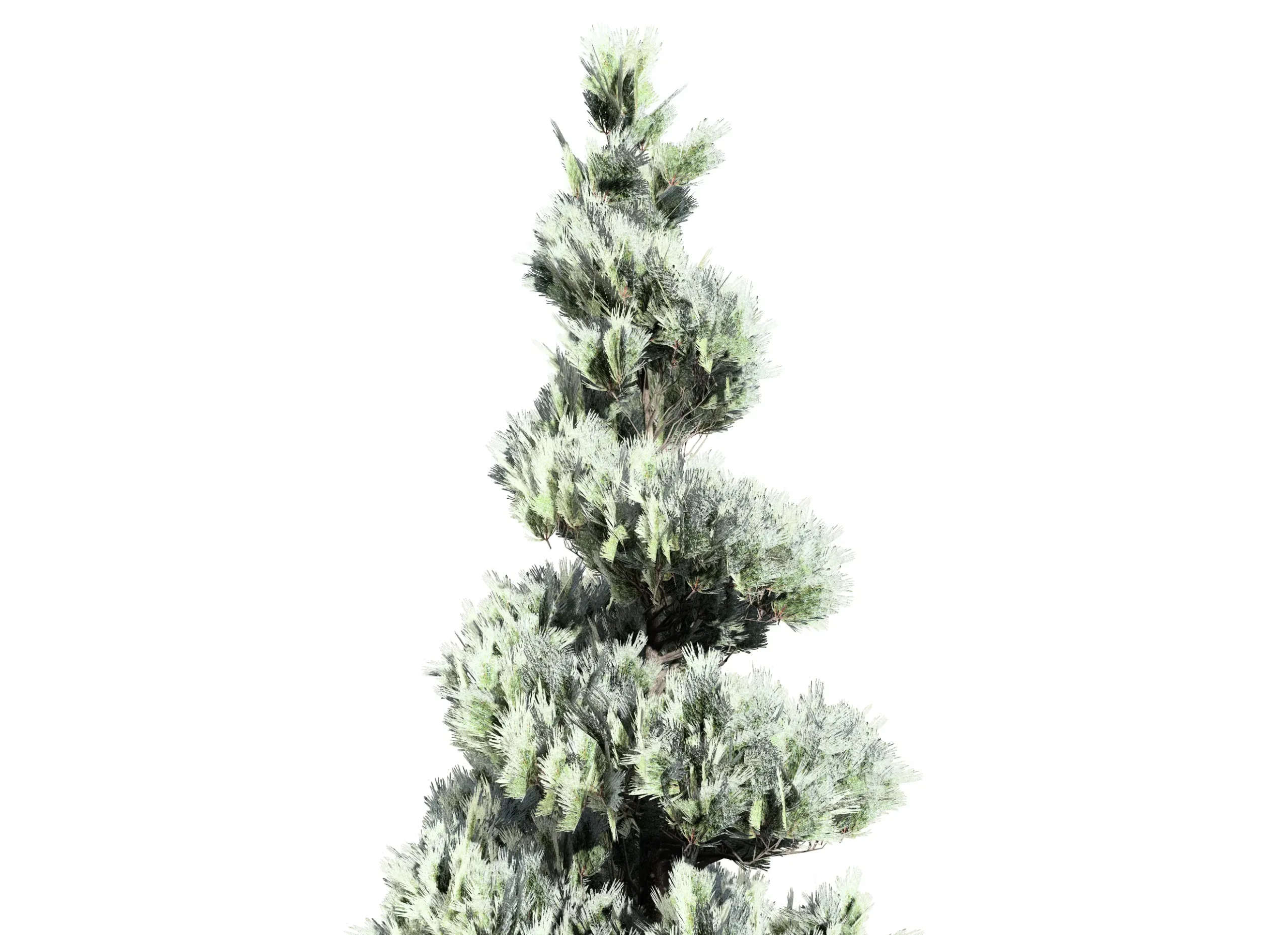 Green and white Coated Pine Trees pack
